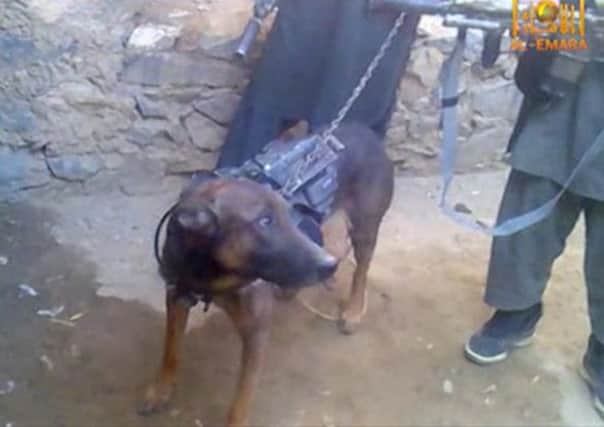 Video showing the dog has been circulated on pro-Taleban websites. Picture: Getty