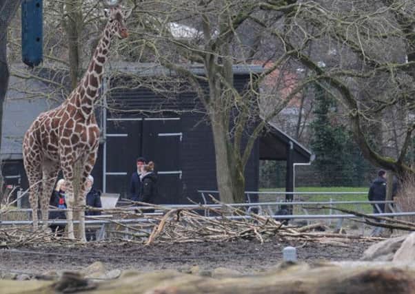 File photo of Marius in Copenhagen Zoo. Picture: Getty