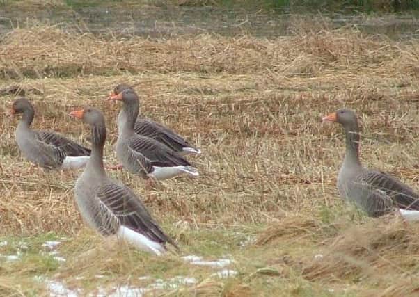 Greylag geese on South Uist. Picture: Contributed