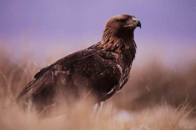 The golden eagle is one of the rarest species  totalling just 442. Picture: PA