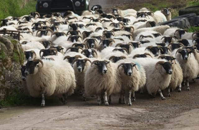 Analysts confident UK sheep sector will see high prices. Picture: Andrew Stuart
