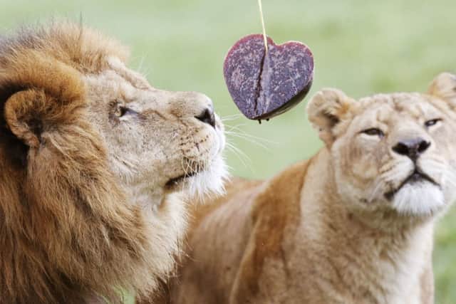 Blair Drummon lions Dudley and Saskia enjoy a Valentine's Day heart. Picture: PA