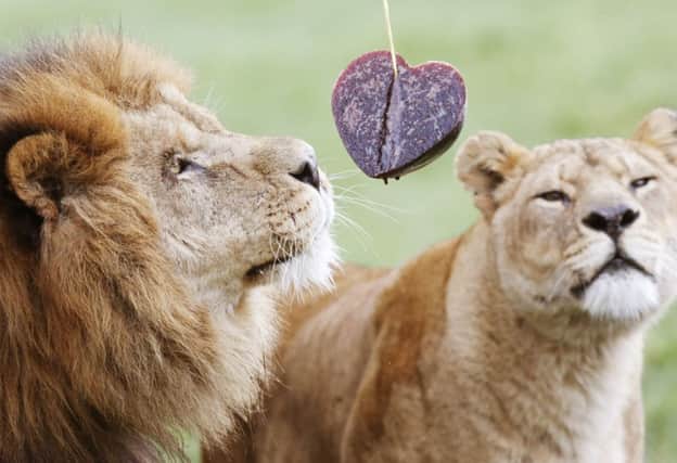 Blair Drummon lions Dudley and Saskia enjoy a Valentine's Day heart. Picture: PA