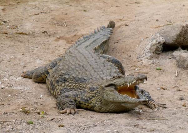 Crocodiles can reportedly climb trees, according to the new research. Picture: Contributed