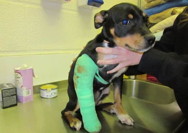 Puppy Cheeka had her leg broken after her Larkhall owner threw her down some stairs. Picture: SSPCA