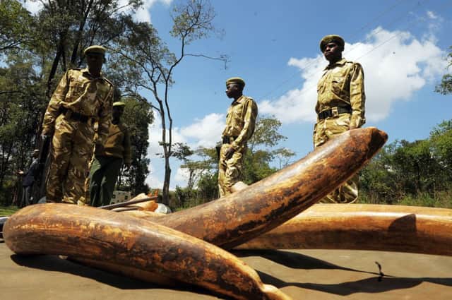 Kenya Wildlife Service rangers display ivory seized from poachers. Picture: Getty