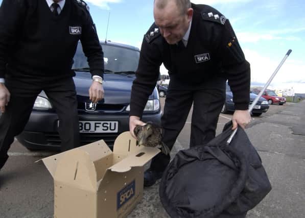 SSPCA officers rescue a female mallard duck from a car park. Picture: Julie Bull