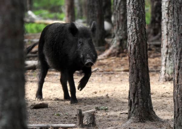 Is a wild boar impressed by royal links to the World Wide Fund for Nature? Picture: Getty