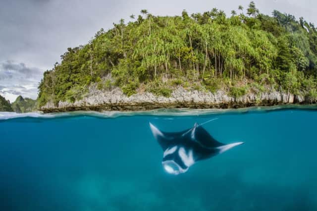A manta ray swims in the waters of Raja Ampat in Indonesia's Papua province. Picture: AFP/Conservation Int'l/Shawn Heinrichs