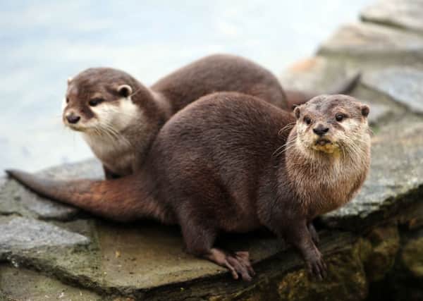 Otters have not been comprehensively studied for 20 years in Scotland. Picture: Ian Rutherford