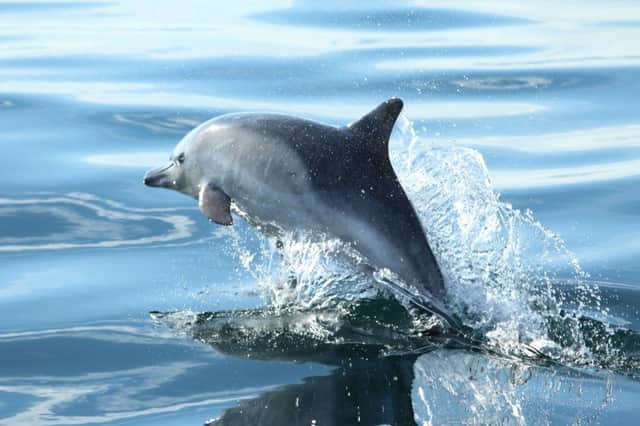 Military activity is causing dolphins and whales to flee Scotlands marine tourism hotspots. Picture: Contributed