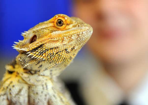 Pet owners are being warned not to kiss their bearded dragons. Picture: Jane Barlow