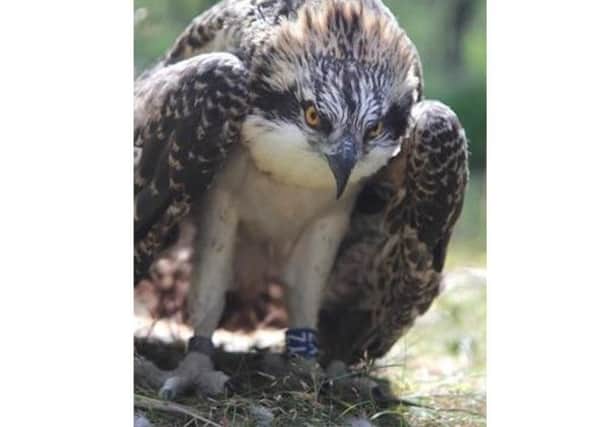 The osprey known as Blue YZ. Picture: Scottish Wildlife Trust