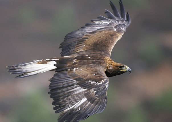 The golden eagle is still illegally poisoned and wildlife protection laws have had little impact. Picture: Charles Knight