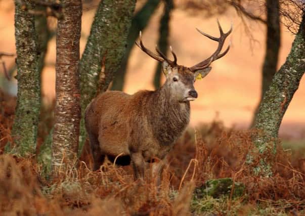 Deer snaring is illegal in all circumstances. Picture: TSPL