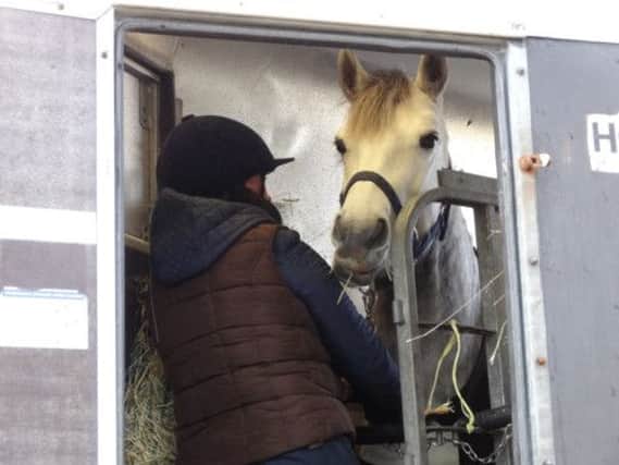 Grey Lady Too was taken away in a horsebox by council officers yesterday. Picture: Murdo Maclean