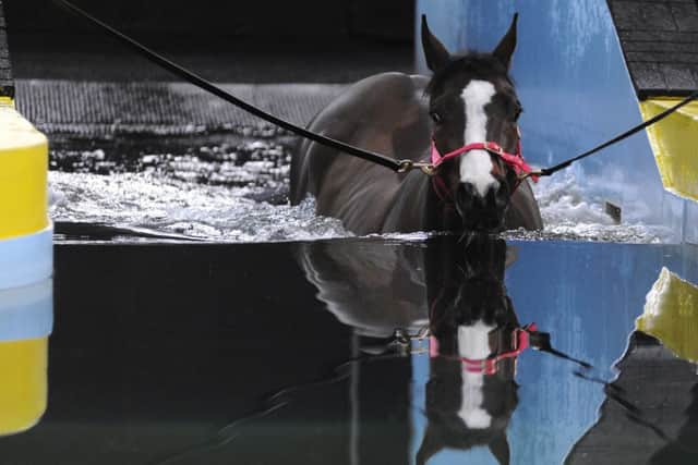A horse in the pool at Jonjo ONeills Jackdaws Castle stables. Picture: Getty