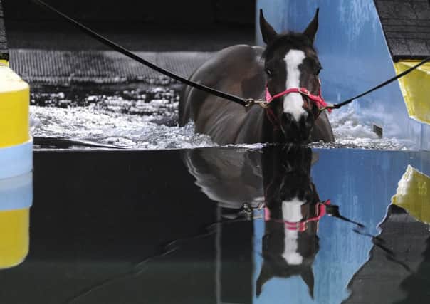 A horse in the pool at Jonjo ONeills Jackdaws Castle stables. Picture: Getty