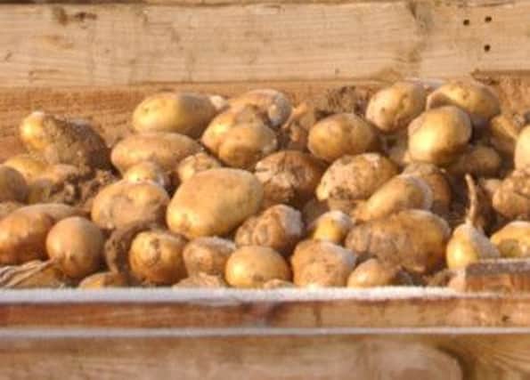 Potatoes could soon find their way onto menus as a 'superfood'. Picture: TSPL