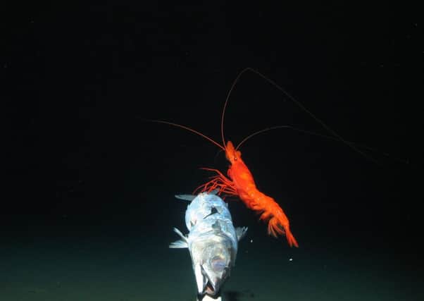 A large prawn feeds on bait deep in the New Hebrides Trench in the South Pacific. Picture: University of Aberdeen