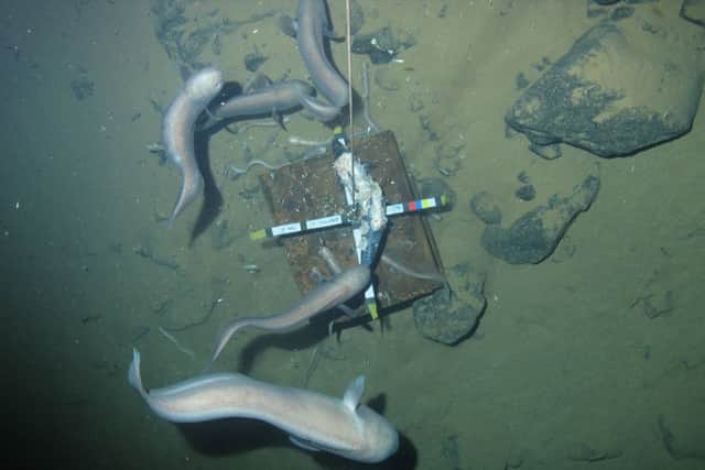 Cusk eels feed on bait at over 6,000 metres deep. Picture: University of Aberdeen
