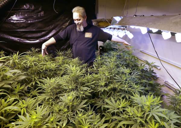Dave Kois shows visitors his marijuana farm in Olympia, Washington. Picture: AP