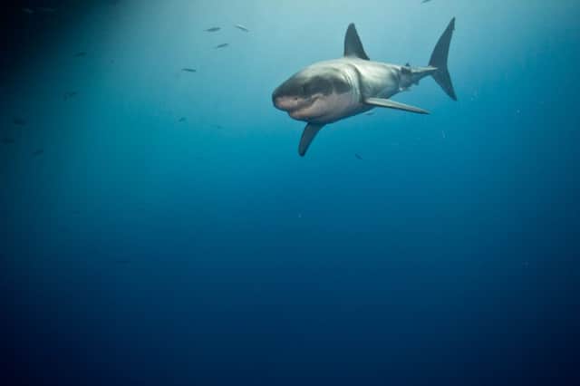 A great white shark. Could one be headed for Britain? Picture: ScubaDan/Flickr