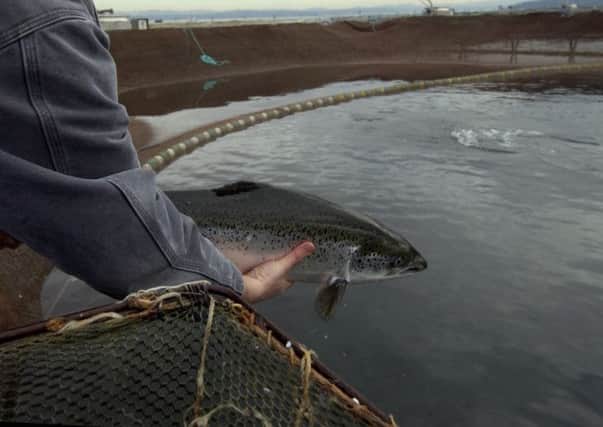 Millions of escaped salmon threaten wild stock. Picture: Getty