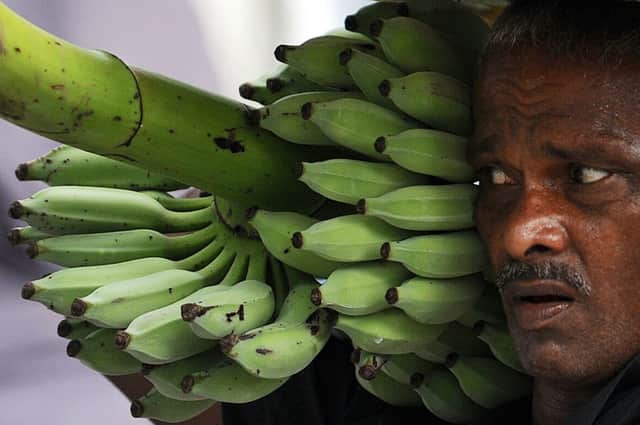The new combined group will sell more than 160 million boxes of bananas a year. Picture: Getty