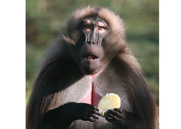 Chibale munches away on a boiled potato at Edinburgh Zoo, as part of her 5th birthday celebrations. Picture: PA
