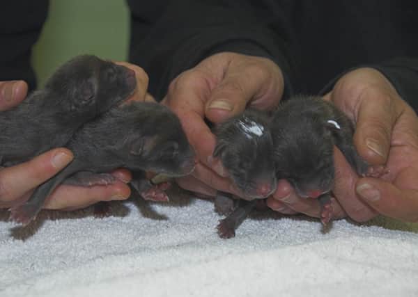 Four newborn fox cubs, found orphaned under a bush, are now recovering at National Wildlife Rescue Centre in Fishcross. Picture: PA