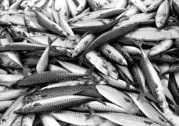 Mackerel, one of the fish at the centre of the dispute. Picture: TSPL