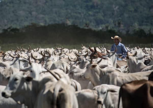 Cattle farm in São Félix do Xingu: capable of returning to sustainable farming methods. Picture: AFP/Getty