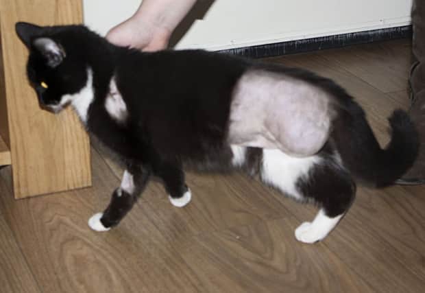 Teenie is learning to walk again. Picture: submitted