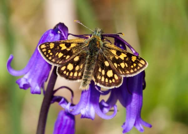 A Chequered Skipper butterfly. Picture: Hemedia