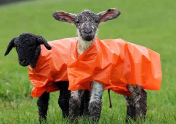 Farmers prepare for the cold and wet spell with special coats