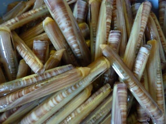 The razor clams were seized from a boat returning from Barra