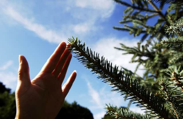 A third of the worlds conifer species could disappear unless action is taken. Picture: TSPL