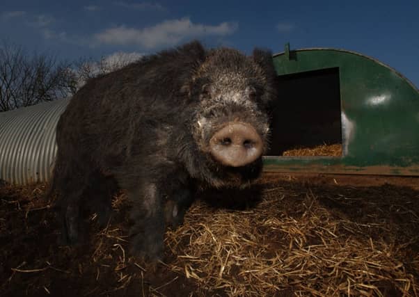 A wild boar. Picture: Ian Rutherford
