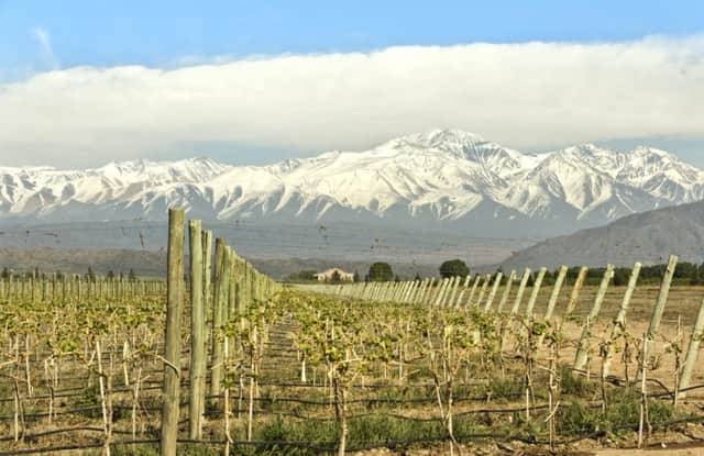 Vineyard at foot of The Andes, Mendoza valley in Argentina. Picture: Contributed
