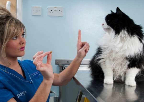 Lucky the cat. Pictures: PA