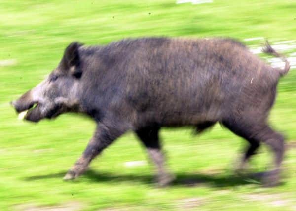 Concerns have been raised over an 'aggressive' wild boar on the loose in Aberfoyle. Picture: TSPL