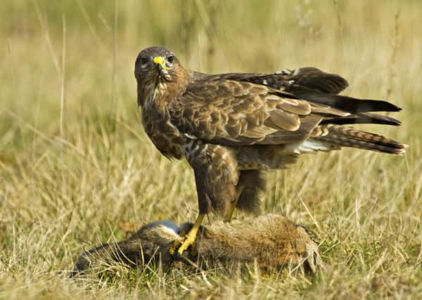 The number of birds of prey illegally poisoned in Scotland doubled last year