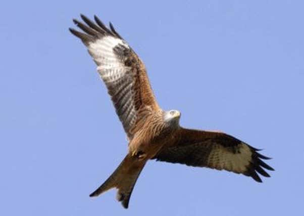 Nine of the 13 birds found dead in Ross-shire were red kites. Picture: Ian Rutherford