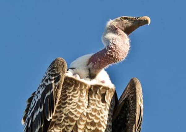 Missing:  Gandalf the Ruppell's Griffon vulture.