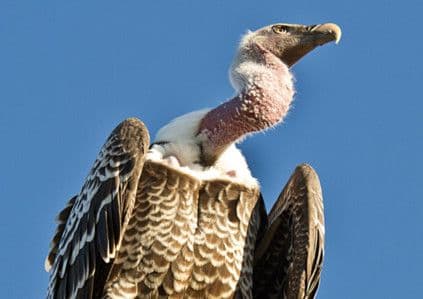 Sighted but Gandalf the vulture still missing