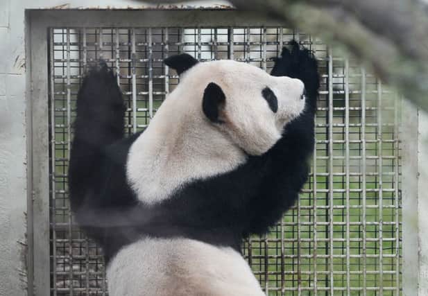 Edinburgh Zoo Yang Guang. Picture: Neil Hanna