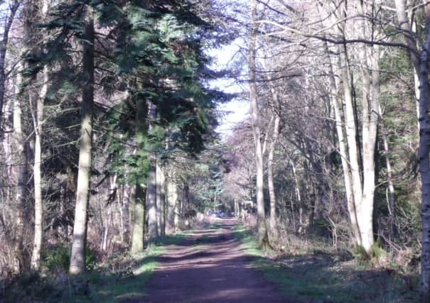 Butterdean Wood. Picture: Nick Drainey