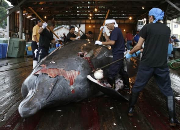 Japanese workers butcher the body of a Bairds beaked whale at a factory in Minamiboso, south-east of Tokyo. Picture: Reuters