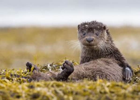 An otter, apparently relaxing, on the Isle of Mull. Picture: Mark Medcalf